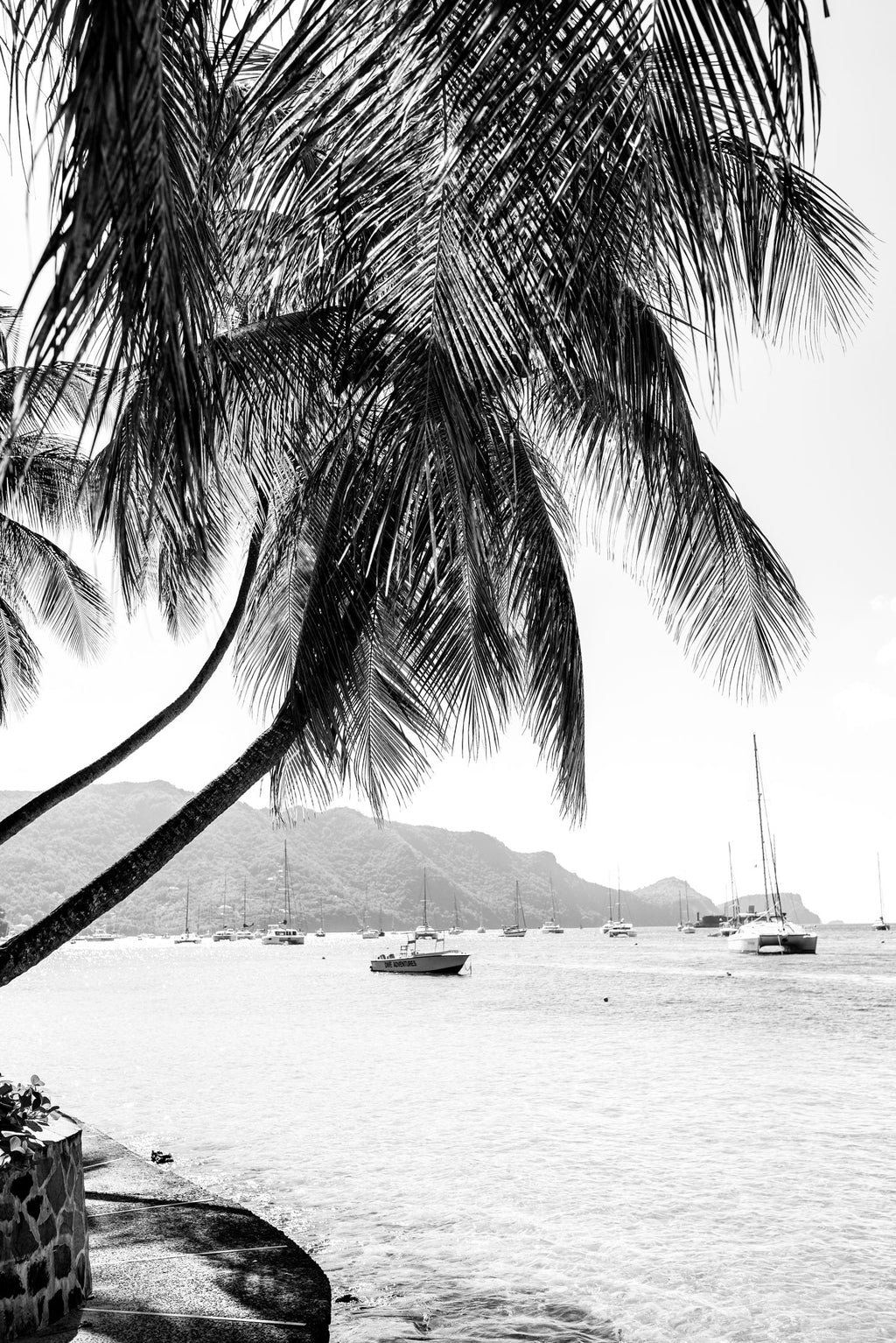 Caribbean Palms - Set of 2