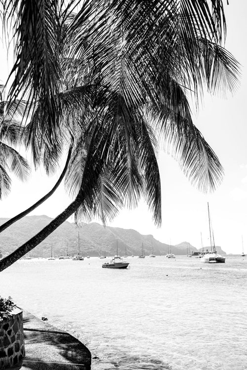 Caribbean Palms - Set of 2